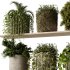 indoor plants – 29 hanging plant in pot - Thumbnail 1