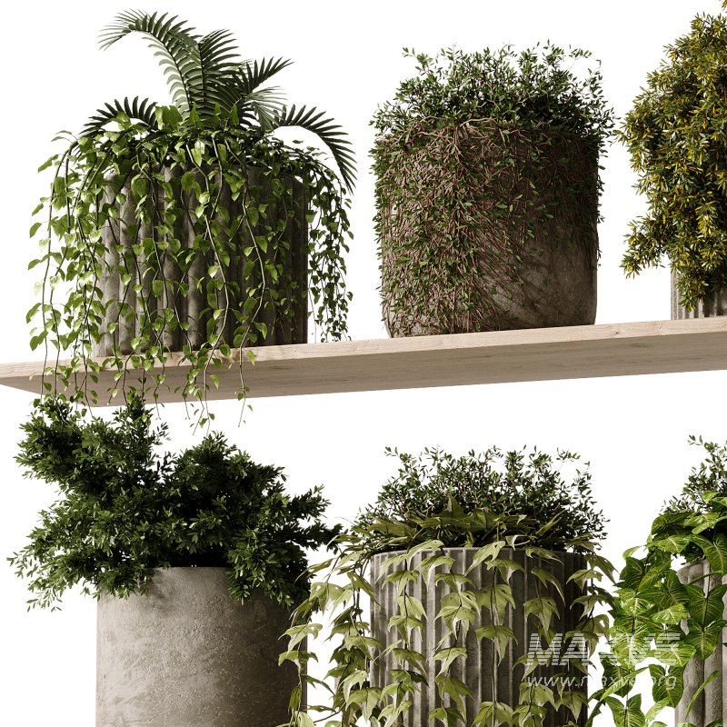 indoor plants – 29 hanging plant in pot - Image 1