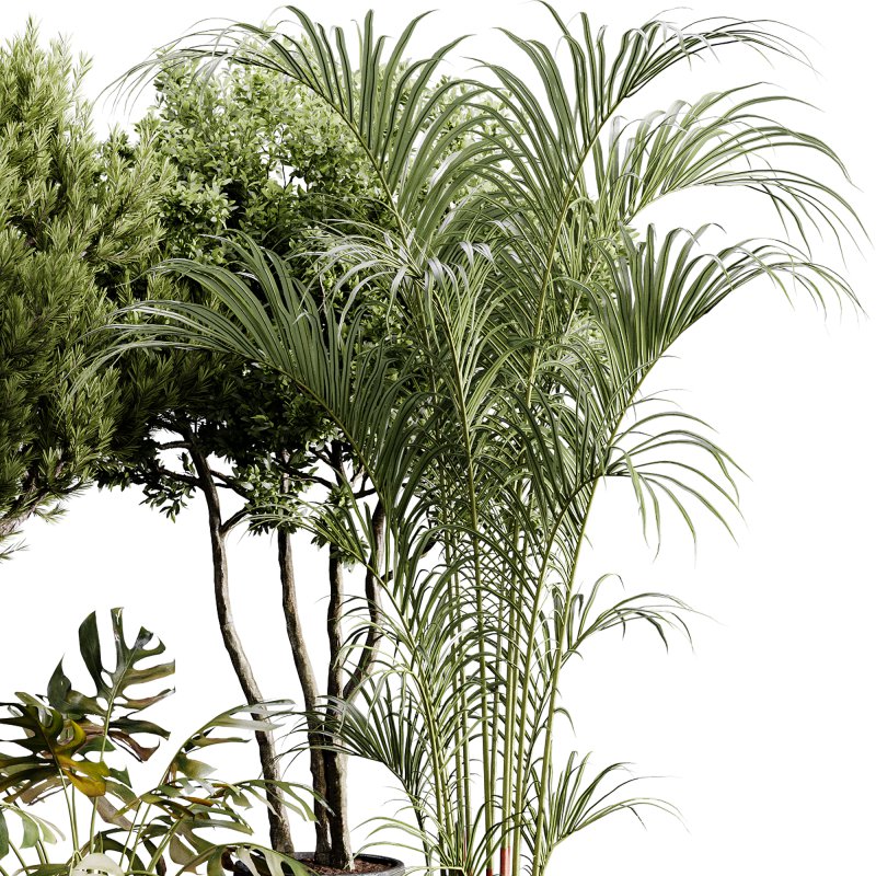 indoor plants 122 – plant collections in pot - Image 3