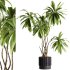 indoor plants – 45 plant in pot - Thumbnail 1
