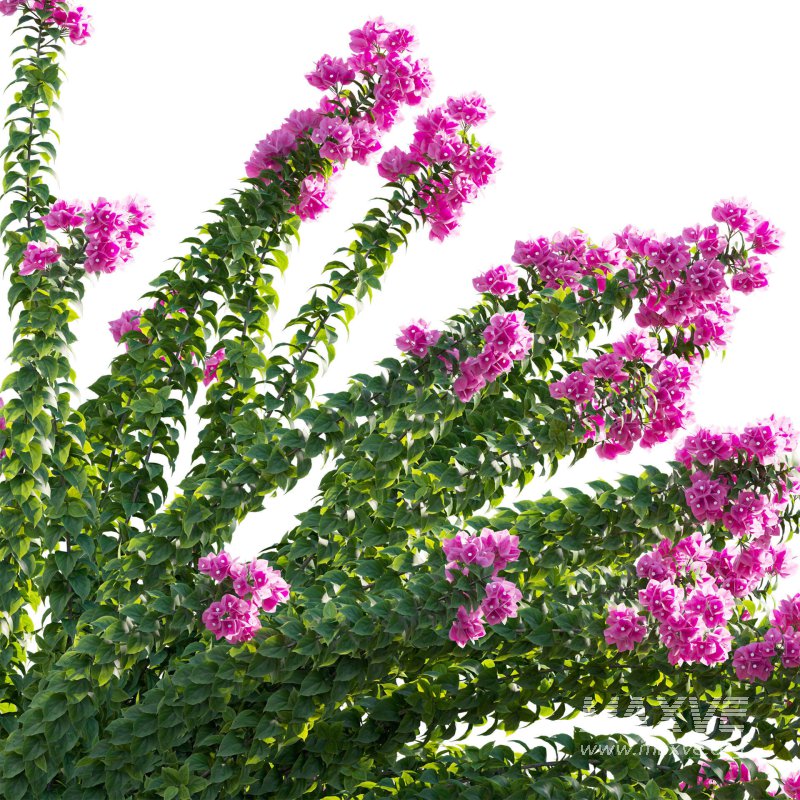 Bougainvillea – Paper Flower 01 - Image 4