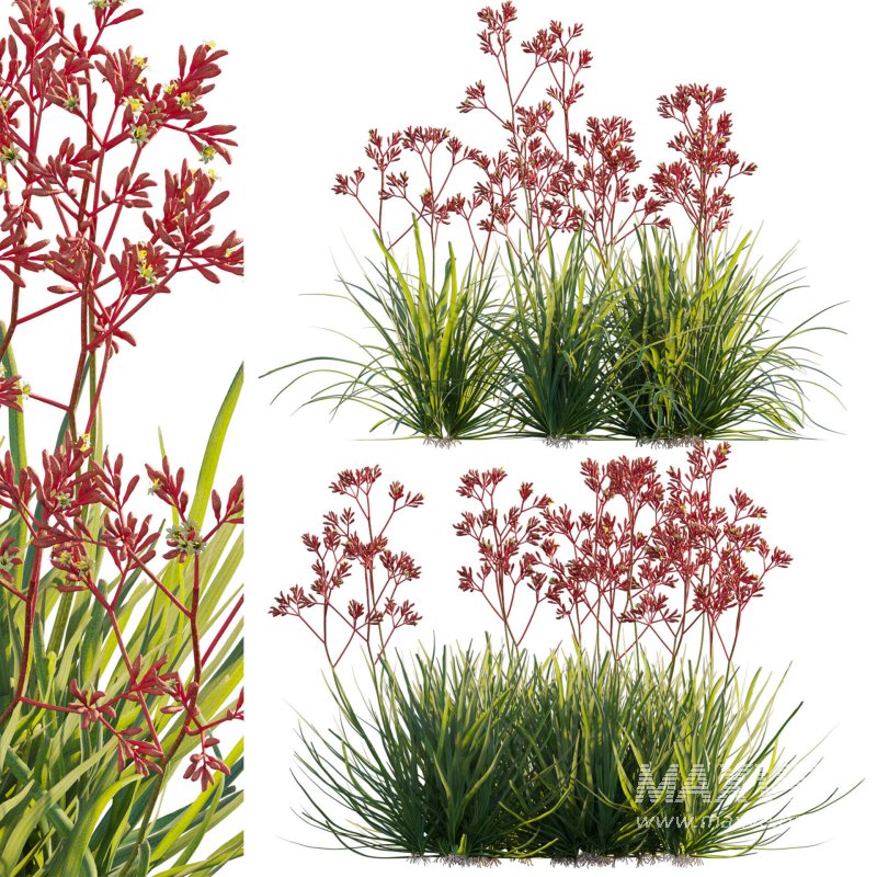 Anigozanthos flavidus – Kangaroo Paw 04 - Image 1