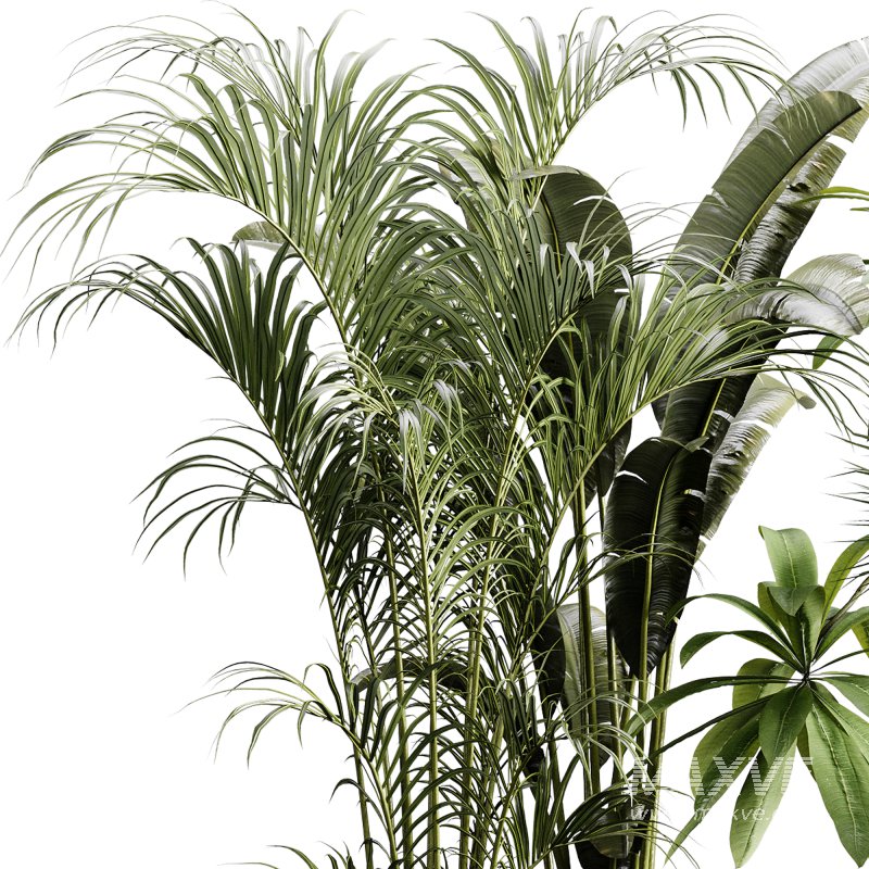 indoor plants 124 – plant collections in pot - Image 3
