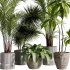 Indoor Plants collection – 71 Plants in pot - Thumbnail 1