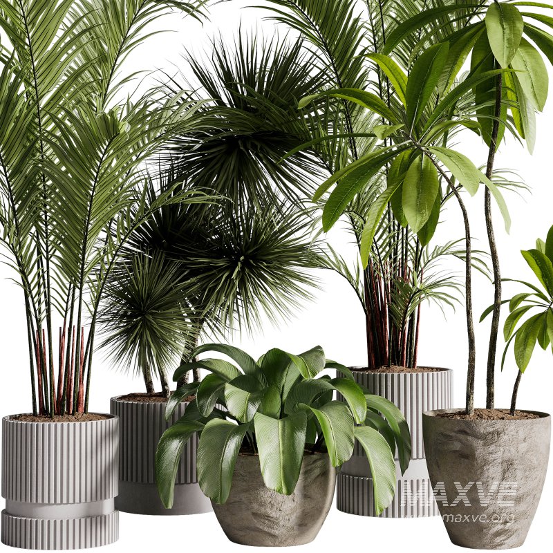 Indoor Plants collection – 71 Plants in pot - Image 1