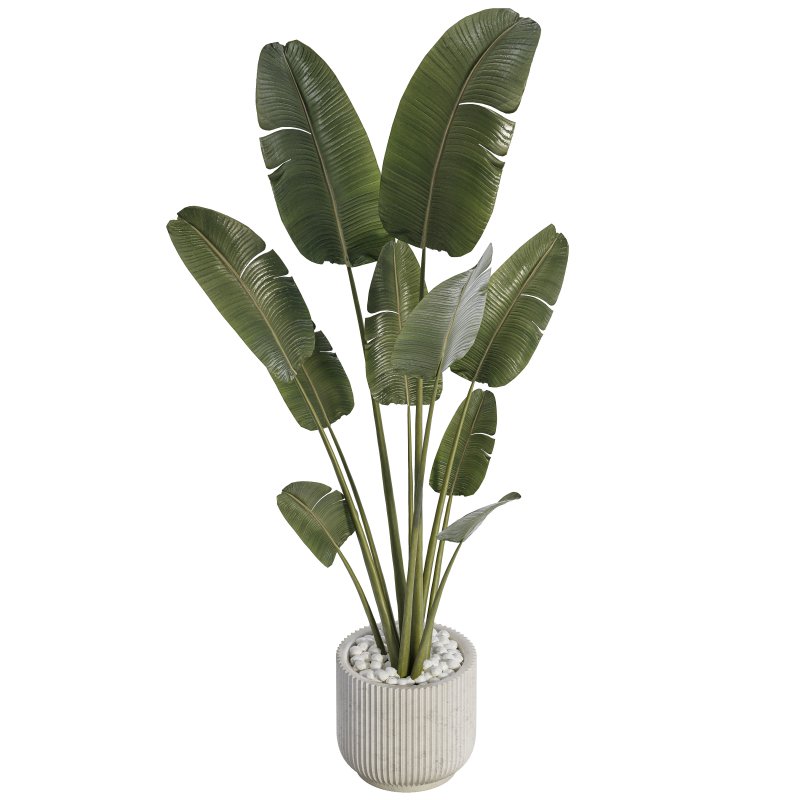 Indoor Plant 01 - Image 3