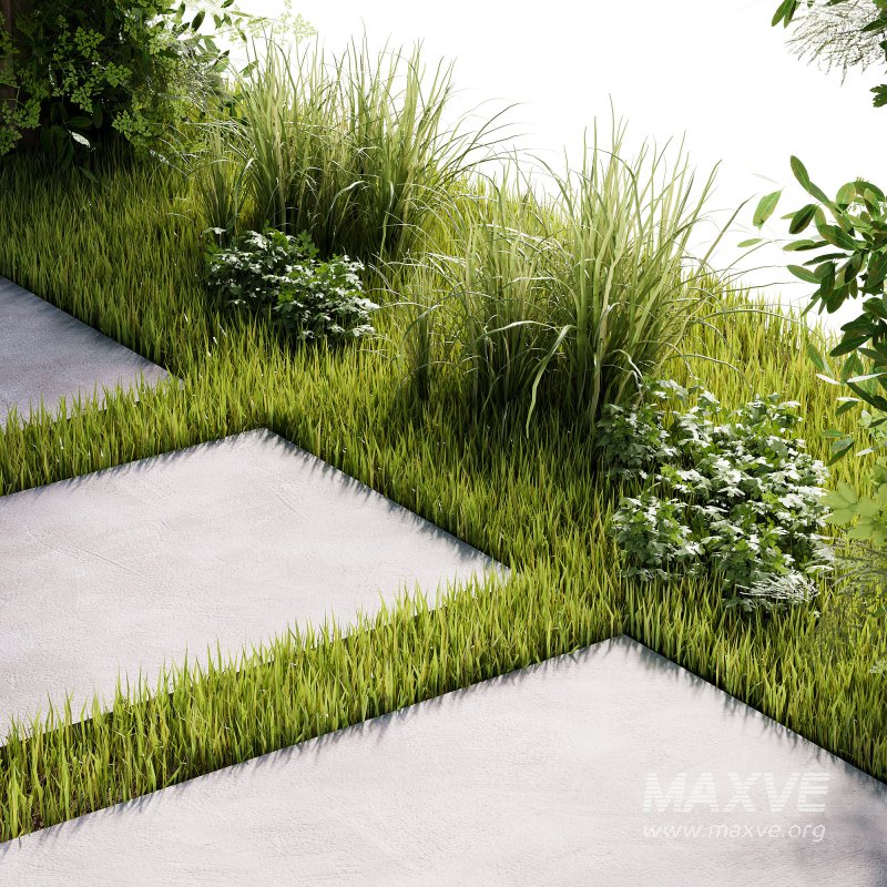 OutDoor plants – 4 Pergola plants set - Image 2