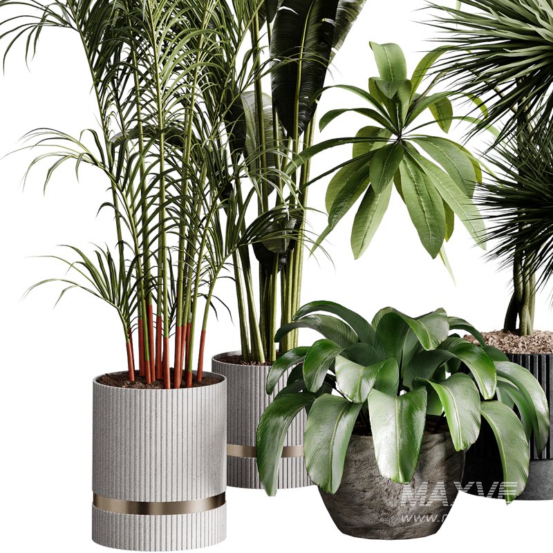 indoor plants 124 – plant collections in pot - Image 1
