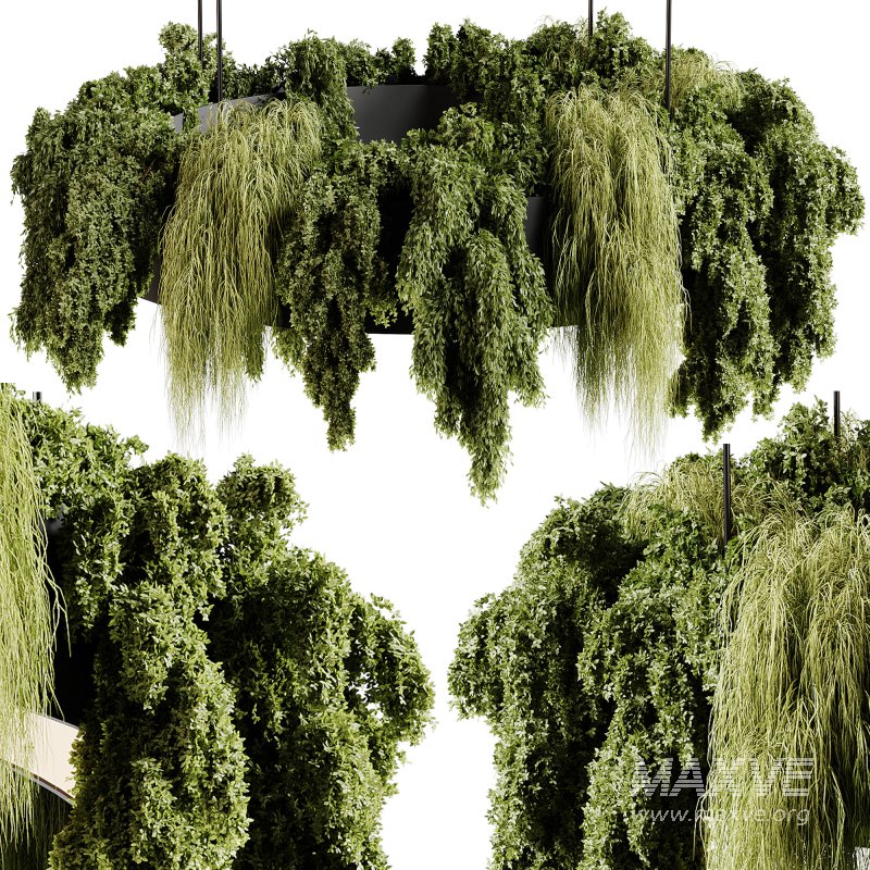 indoor plants 92- Hanging indoor plant - Image 3