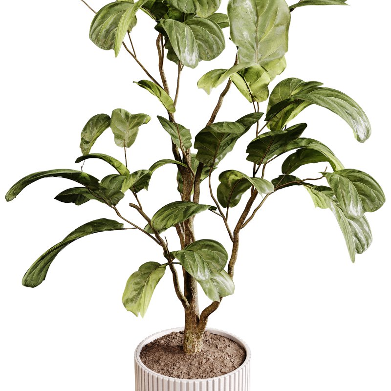 Indoor plants 88 – Plant in pot - Image 4