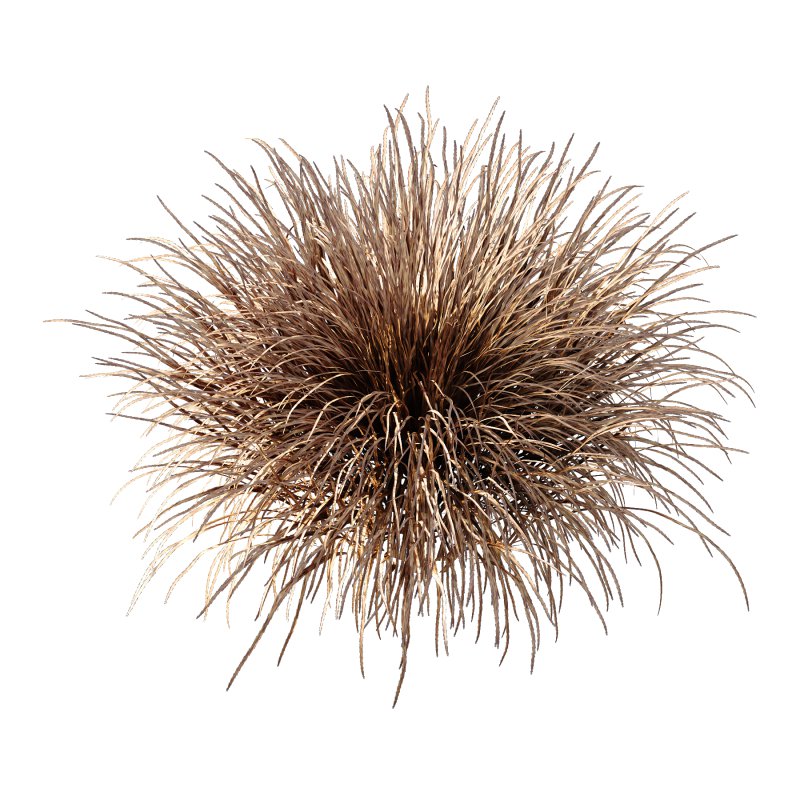 Carex Elata Aurea Grass 04 - Image 7