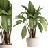 indoor plants – 38 plant in pot_corona - Thumbnail 5