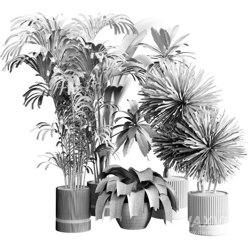 indoor plants 124 – plant collections in pot - Image 4