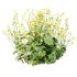 Alchemilla mollis flower Plant 01 - Thumbnail 2