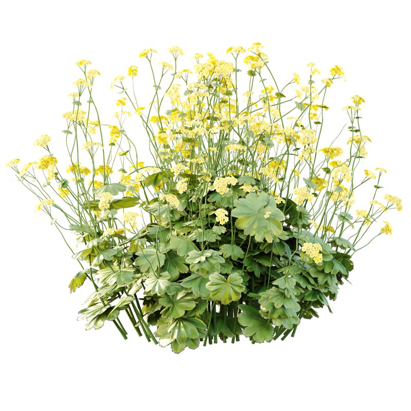 Alchemilla mollis flower Plant 01 - Image 2