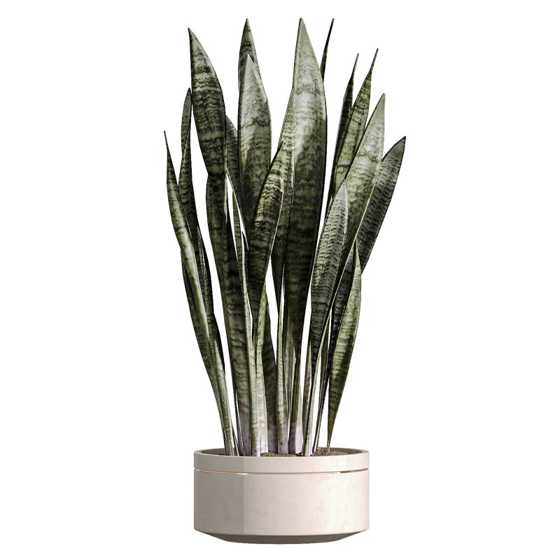 AV Indoor Plants Set 274 Olive Mission and Calathea Lutea and Lemon Lime Cane Dragon - Image 2