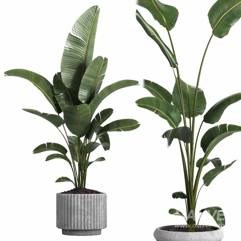 indoor plant 040 - Image 2