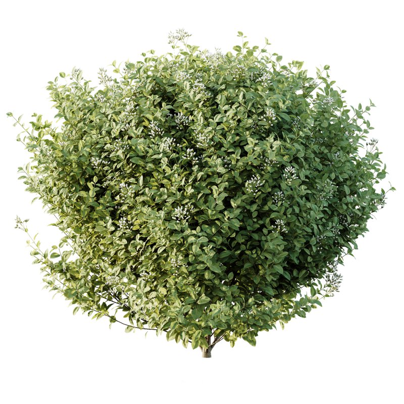 AV Phillyrea Angustifolia Rosemarinifolia and Ligustrum Ovalifolium Argenteum Aureum - Image 2