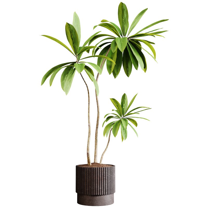 Indoor plants 77 – Plant in pot - Image 3