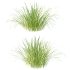 Carex Elata Aurea Grass 02 - Thumbnail 1