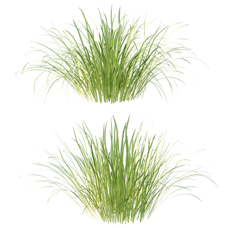Carex Elata Aurea Grass 02 - Image 1