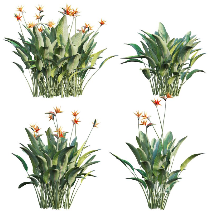 Strelitzia reginae – Bird of Paradise 03 - Image 2