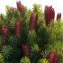 Banksia spinulosa – Hairpin Banksia 04 - Thumbnail 4