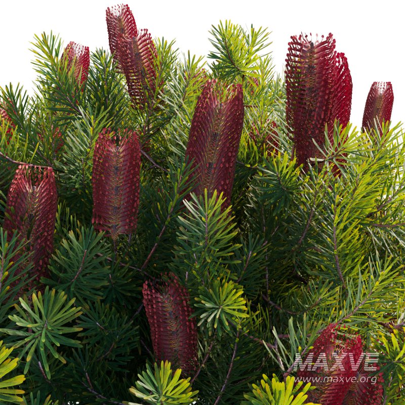 Banksia spinulosa – Hairpin Banksia 04 - Image 4