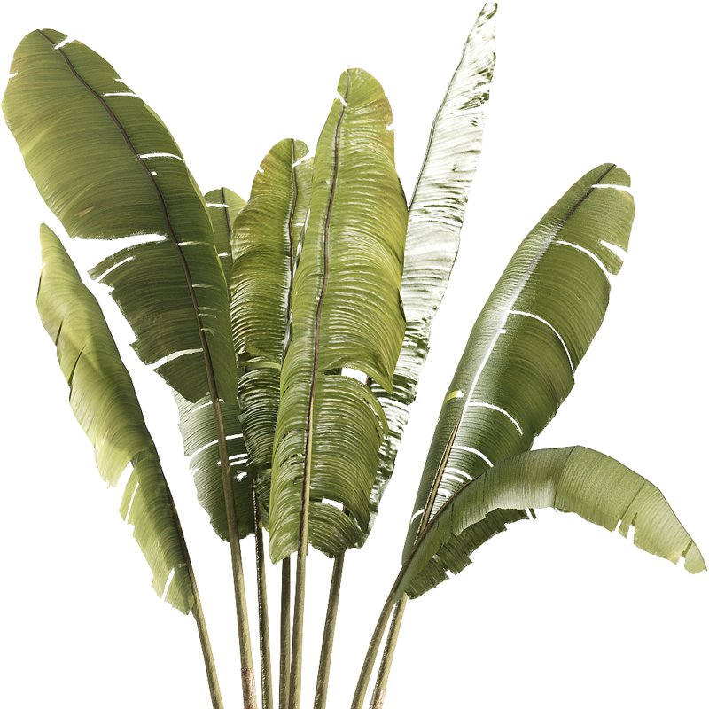 indoor plants – 41 plant in pot_corona - Image 1