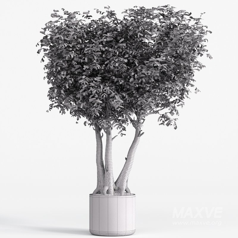 Indoor plant set 06 - Image 2