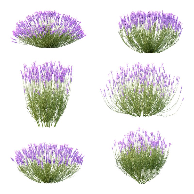 plant bush Flower Lavandula pedunculata 07 - Image 3