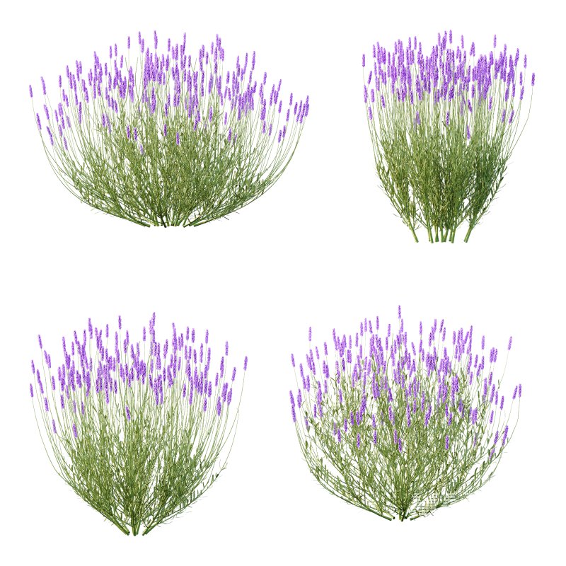 plant bush Flower Lavandula pedunculata 04 - Image 2