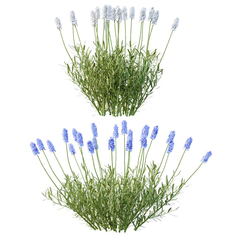 plant Grass Flower Lavandula pedunculata 02 - Image 5