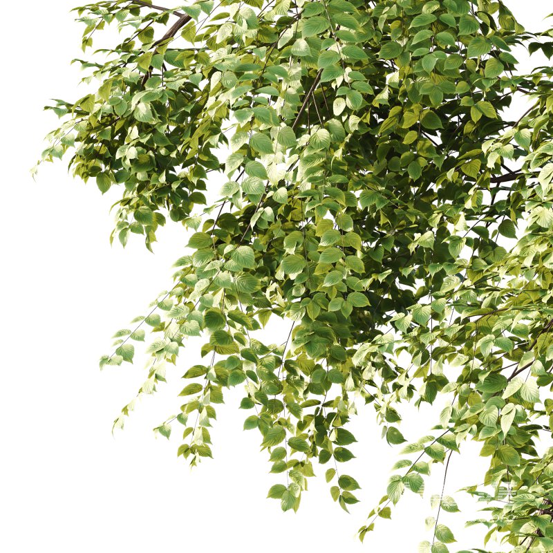 Alder Tree 02 - Image 4