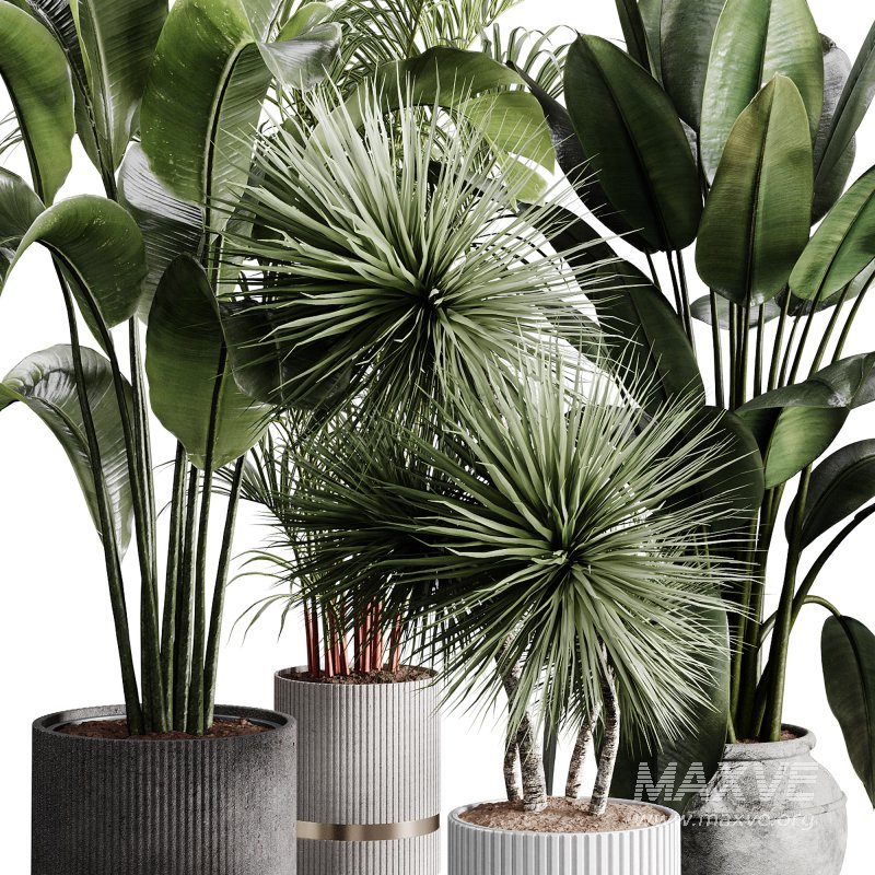 indoor plants 114 – plant collections in pot - Image 3