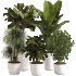 Indoor Plant Set 0155 - Thumbnail 1