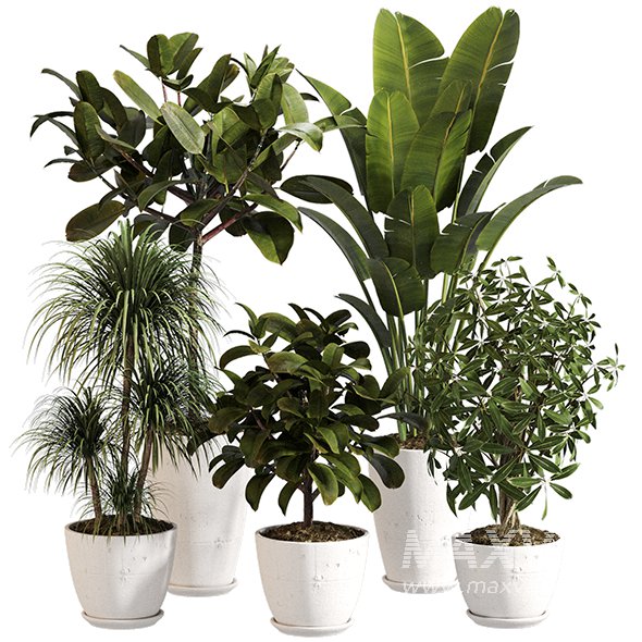 Indoor Plant Set 0155 - Image 1