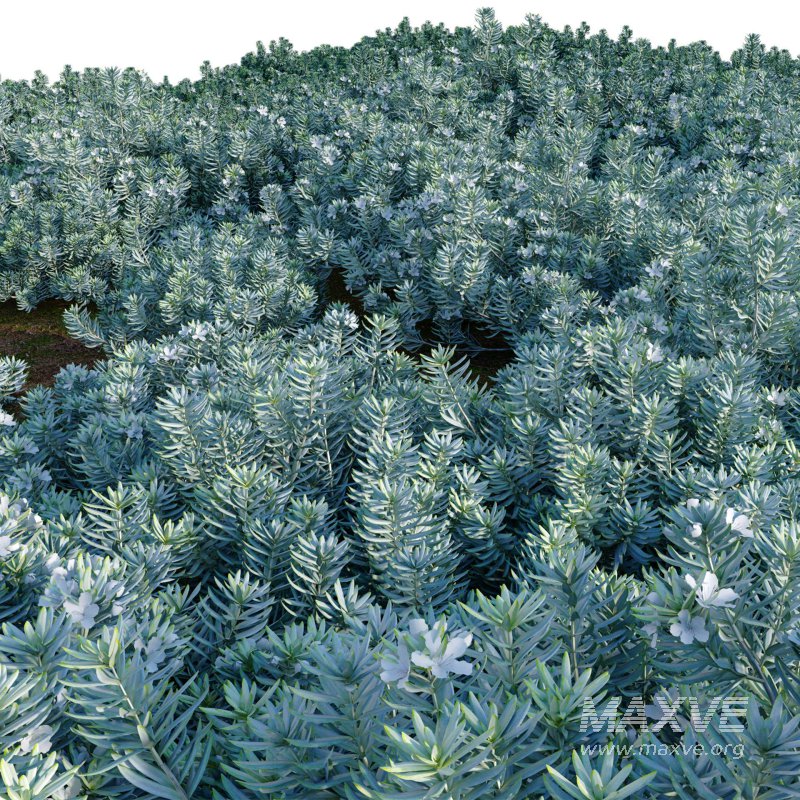 Westringia fruticosa – Coast Rosemary 01 - Image 4