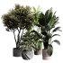 indoor plants 118 – plant collections in pot - Thumbnail 1
