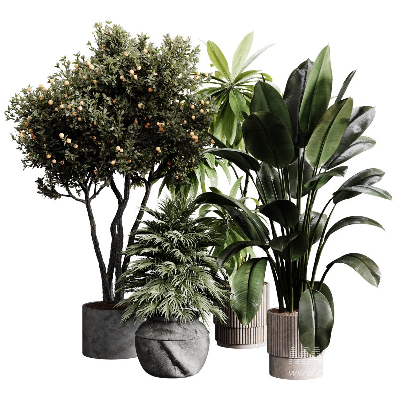 indoor plants 118 – plant collections in pot - Image 1