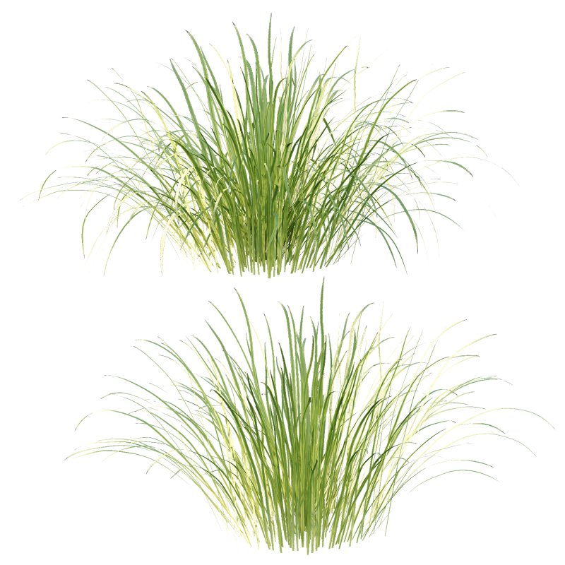 Carex Elata Aurea Grass 02 - Image 5