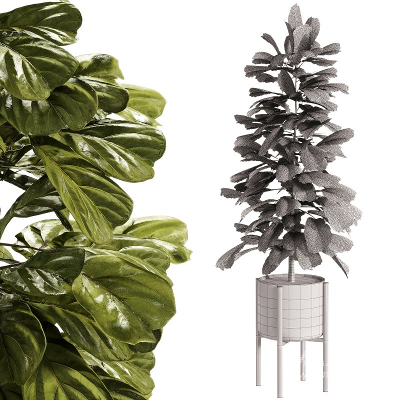 Indoor Plants – 27 Plant in pot - Image 1