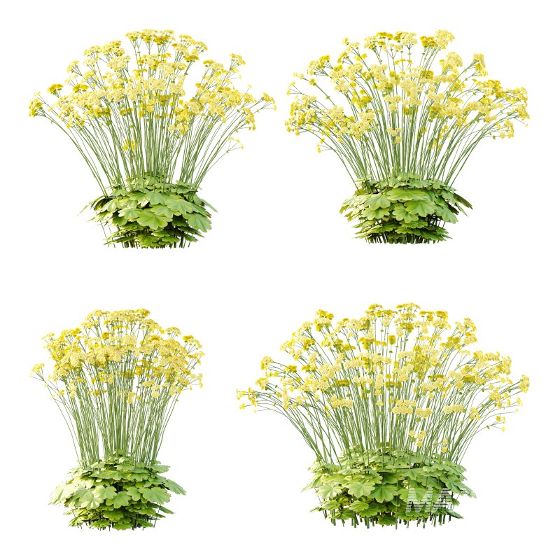 Alchemilla mollis flower Plant 03 - Image 3