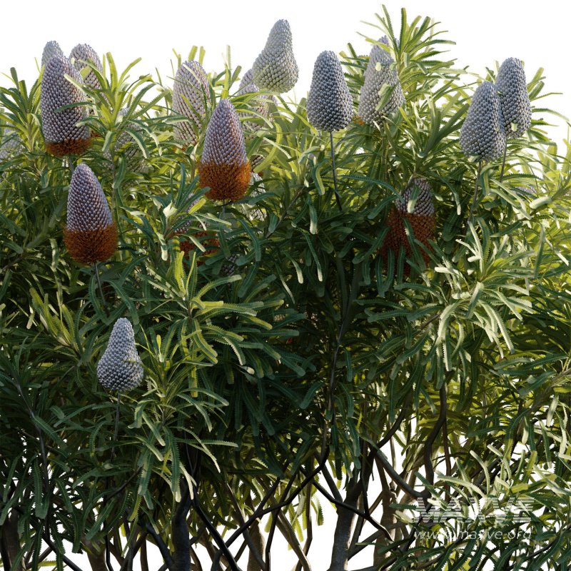 Banksia prionotes – Acorn banksia 03 - Image 3