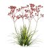 Anigozanthos flavidus – Kangaroo Paw 03 - Thumbnail 2