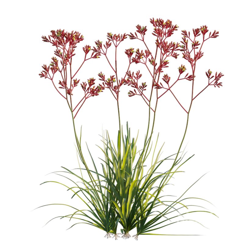 Anigozanthos flavidus – Kangaroo Paw 03 - Image 2