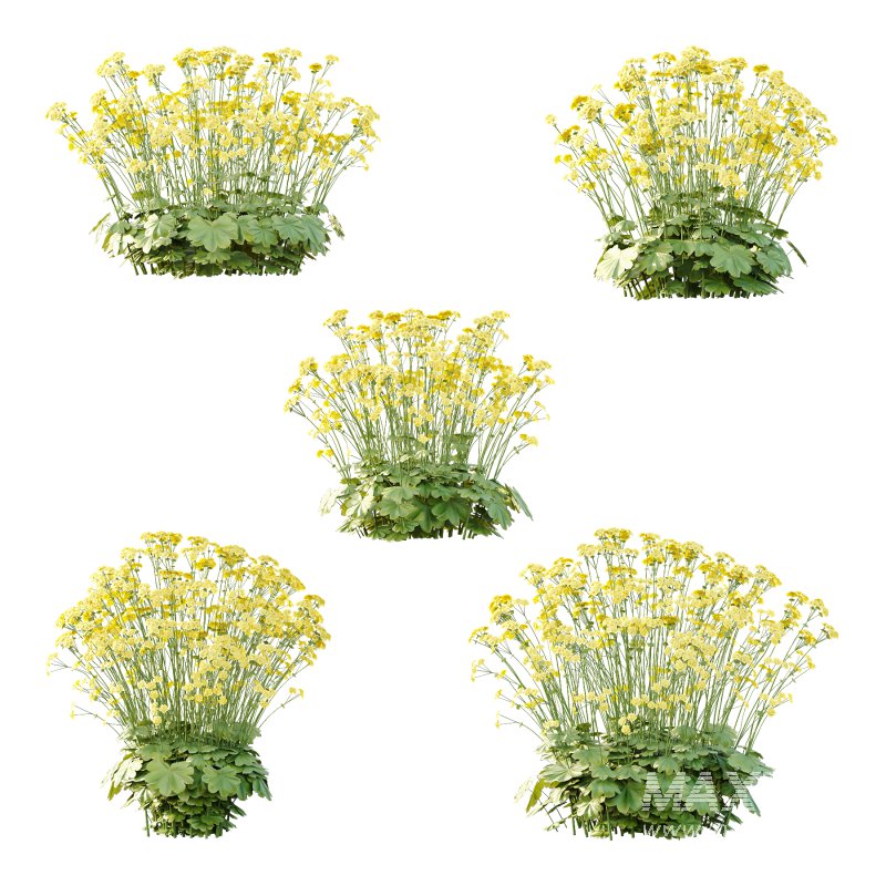 Alchemilla mollis flower Plant 02 - Image 1