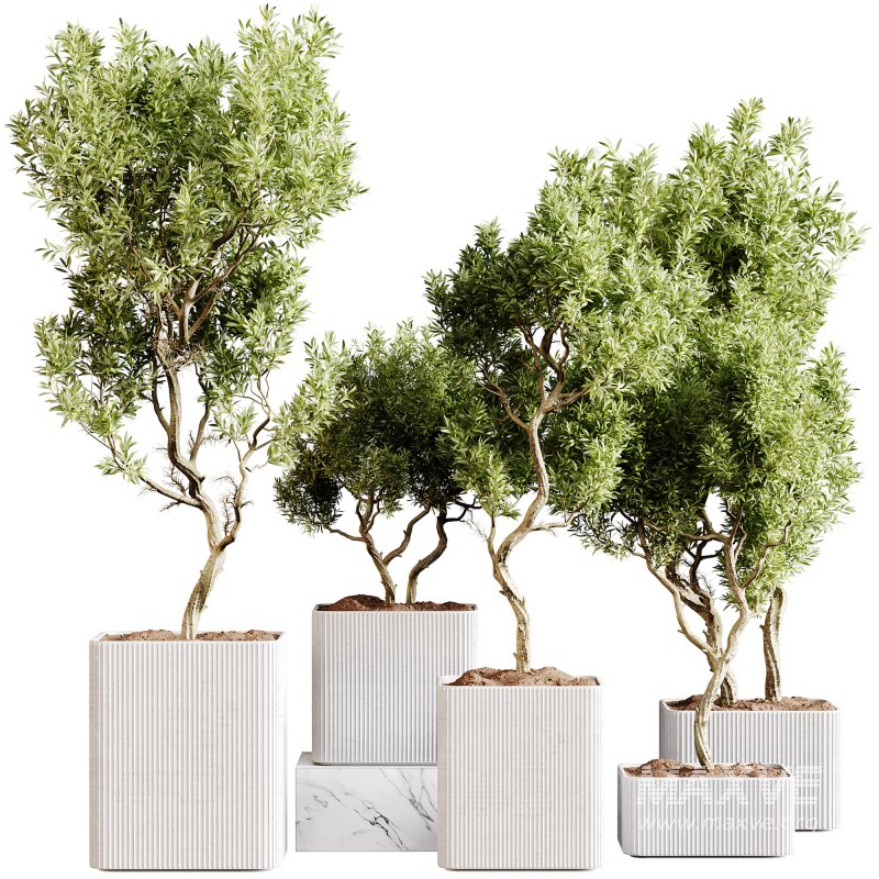 indoor plants 101 – plant collections in pot - Image 3