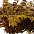 Macrothelypteris torresiana Fern bush 04 - Thumbnail 7