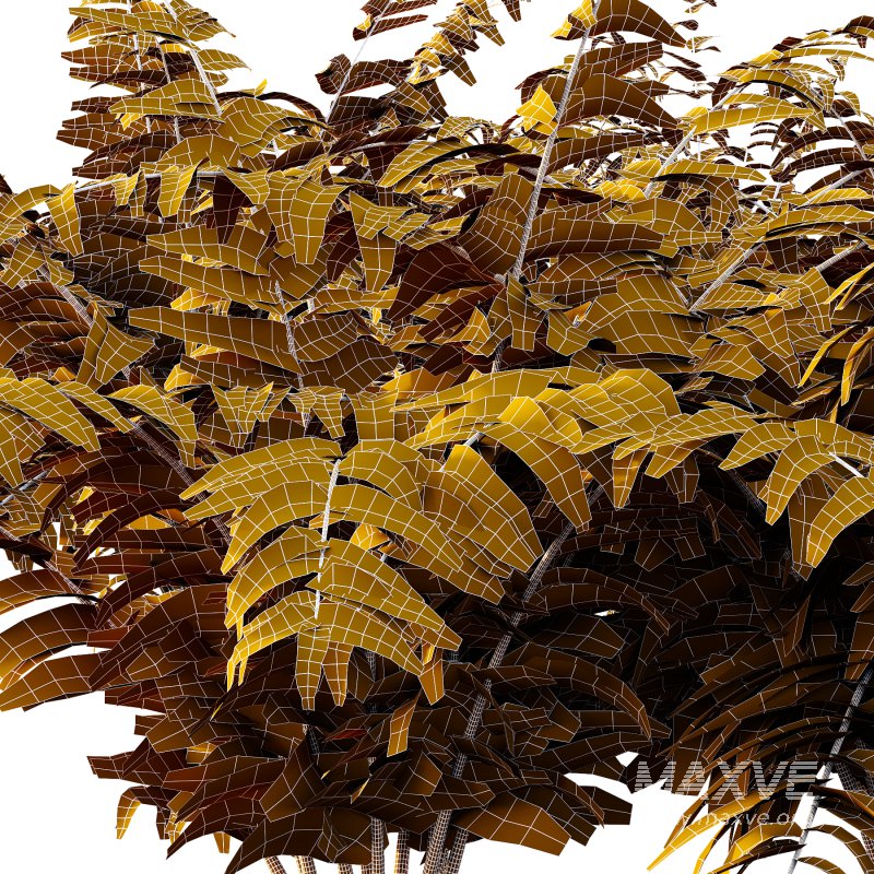 Macrothelypteris torresiana Fern bush 04 - Image 7